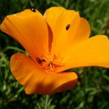 1307G 032 Insel Fehmarn